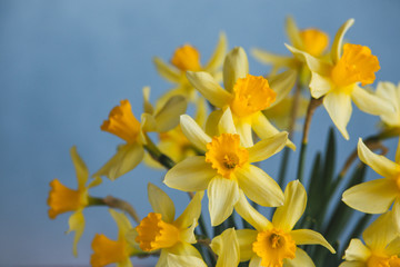 Fototapeta premium Yellow narcissus or daffodil flowers on blue background. Selective focus. Place for text.