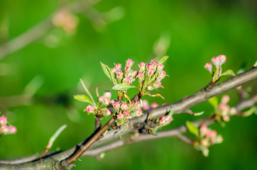 In spring, flowers are blossoming on the apple tree branch.