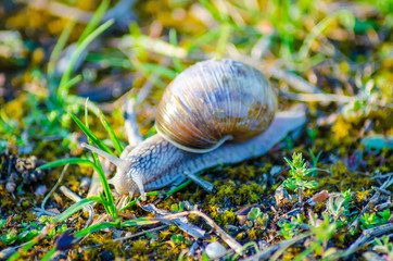 A large snail slowly crawls along the grass.