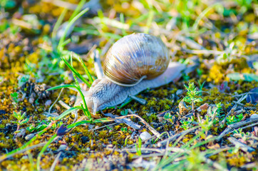 A large snail slowly crawls along the grass.
