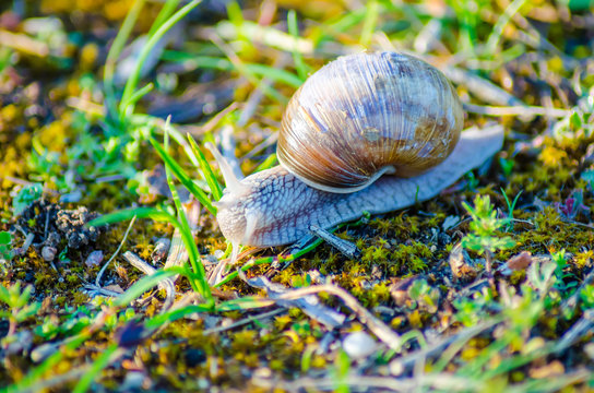 A large snail slowly crawls along the grass.