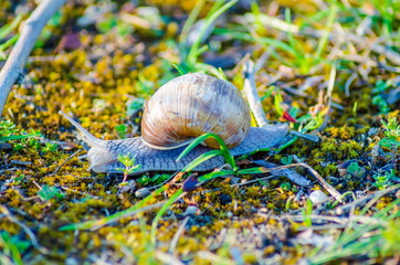 A large snail slowly crawls along the grass.