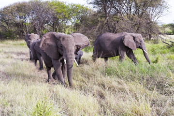 Herd of African elephants in Serengeti National Park,
