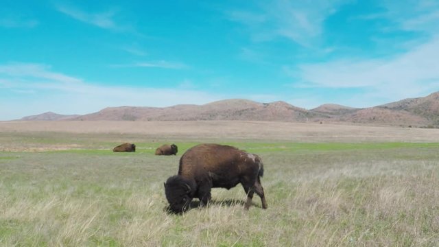 Wichita Mountains  Wildlife Refuge. Oklahoma, USA - April 8, 2017. POV. Point of view - buffalo grazing on open prairie.