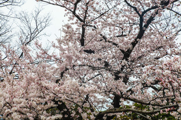 Pink cherry blossom flowers on tree | Japanese freshness garden