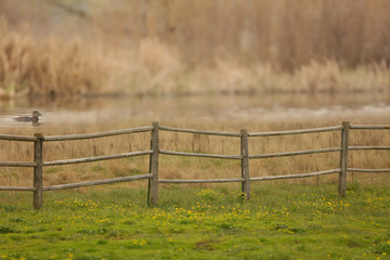 Fototapeta premium A countryside scene of a fence and a duck swimming in a pond.