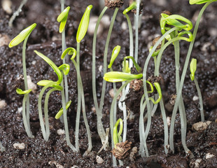 Extreme macro of young coriander herbs