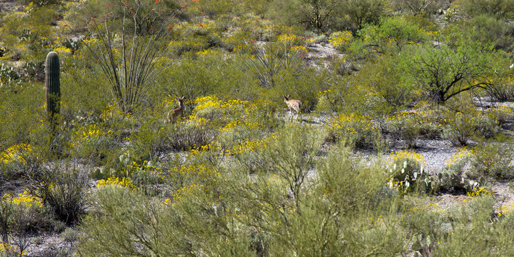 Saguaro National Park: two mule deer wander in the Sonoran Desert in spring