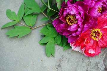 Bright pink tree peony flowers in bloom framing a grey stone background