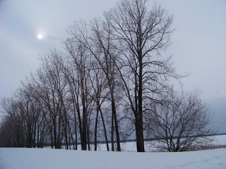 Canadian White Winter