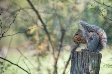 Nature/Squirrel