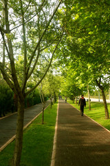 running way, jogging track, walking track, park, garden, trees, nature, road, garden, walk
