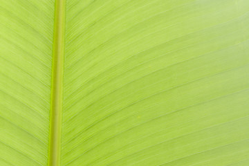 Texture background of backlight.