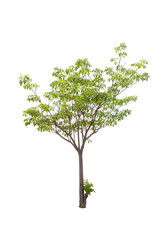 Obraz premium Trees isolated on white background