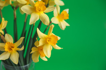 Yellow narcissus or daffodil flowers on green background. Selective focus. Place for text.