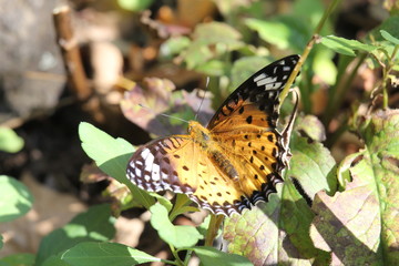 ツマグロヒョウモン