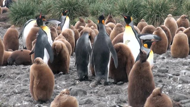 Adults and young king penguins on the Falkland Islands. Incredibly intelligent and dignified animals birds. Coast of cold ocean on background of snowy mountains.
