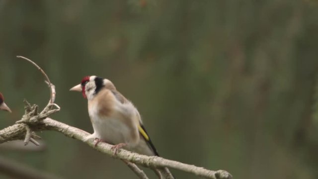 Goldfinch in a tree - springtime, building a nest