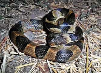 Leptodeira maculata	(Culebra ojo de gato)