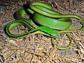 Leptophis diplotropis	(Culebra perico gargantilla)
