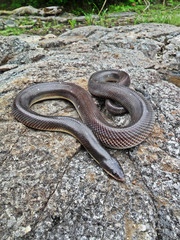 Loxocemus bicolor	(Chatilla)
