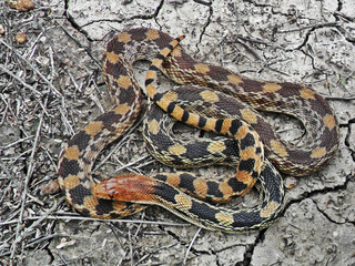 Pituophis deppei	(Alicante)