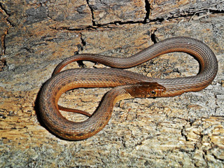 Thamnophis valida 	(Culebra de agua)