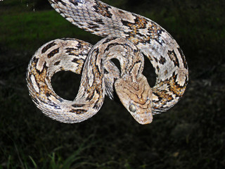 Trimorphodon biscutatus	(Culebra lira)