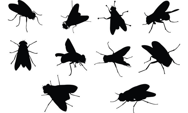 Fly Silhouette vector illustration