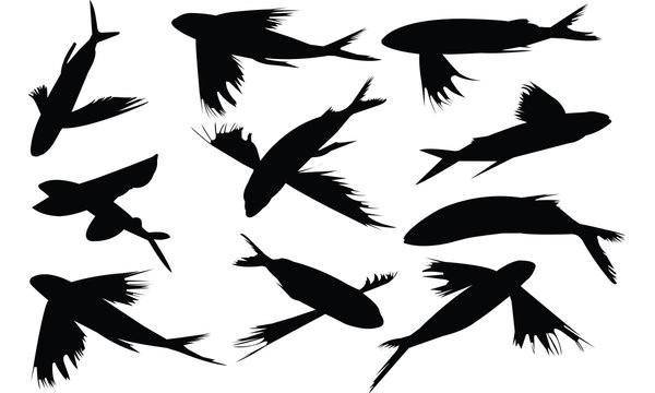 Flying fish Silhouette vector illustration