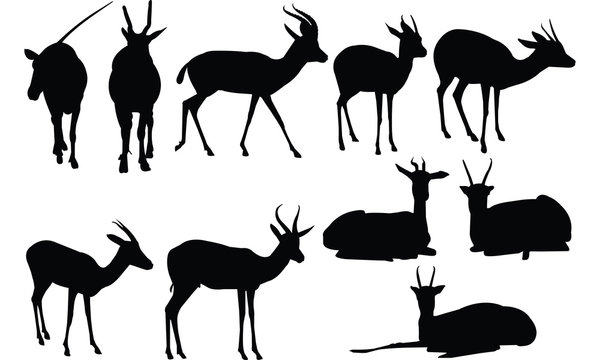 Gazelle Silhouette vector illustration