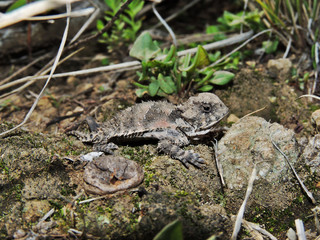 Phrynosoma orbiculare	(Camaleón de montaña)