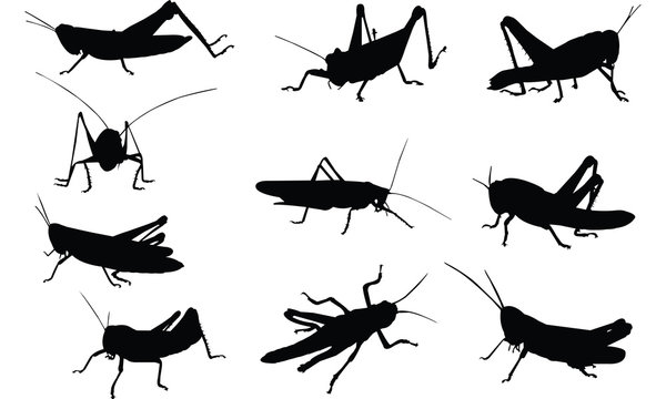 Grasshopper Silhouette Vector Illustration