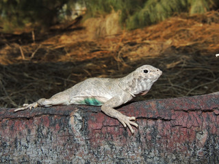 Holbrookia approximans	(Lagartija sin orejas)