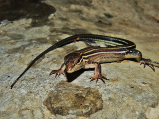 Aspidoscelis lineattissimus	(Huico moteado gigante)