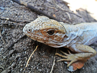 Ctenosaura pectinata	(Iguana negra)
