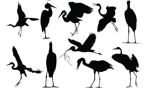 Herron Silhouette vector illustration