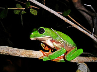 Agalychnis dacnicolor	(Ranita verduzca)