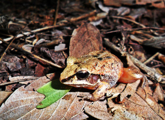 Craugastor occidentalis 	(Rana ladrona costeña)