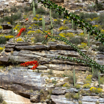 Flowering Ocotillo and Giant Saguaro cacti, plus yellow Brittlebrush, in Sabino Canyon near Tucson, Arizona