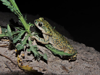 Anaxyrus debilis	(Sapo verde)