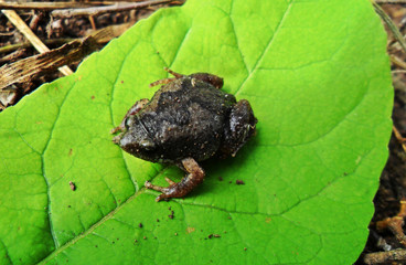 Hypopachus ustus	(Sapo boca angosta huasteco)