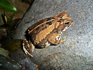 Incilius marmoreus	(Sapo jaspeado)