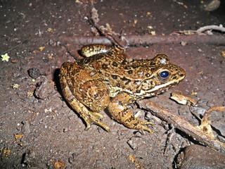 Lithobates zweifeli	(Rana leopardo)