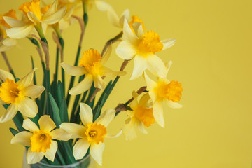 Yellow narcissus or daffodil flowers on yellow background. Selective focus. Place for text.