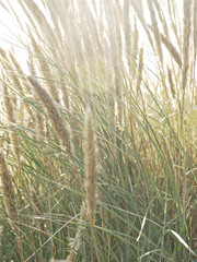 Wild grass in bright sun