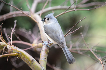 titmouse