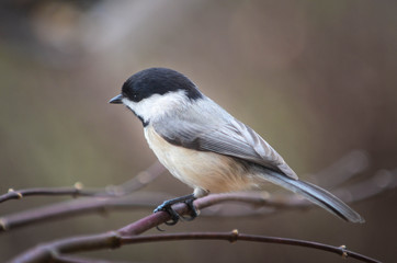 Obraz premium Chickadee