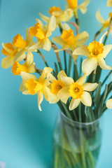 Yellow narcissus or daffodil flowers on aquamarine background. Selective focus. Place for text.