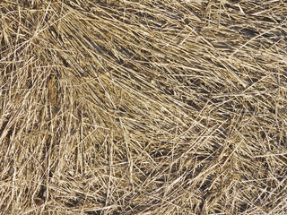 Dry grass